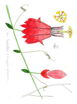 Francis Hallé: Botanische Zeichnungen